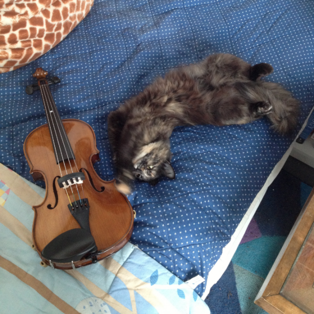 Violin+playmate.png