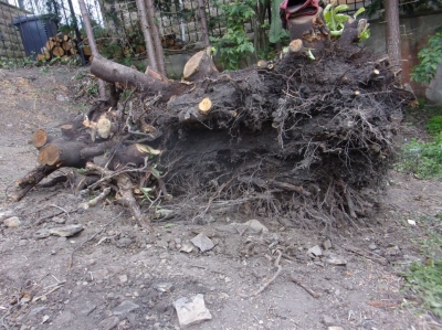 Treework_0002.JPG