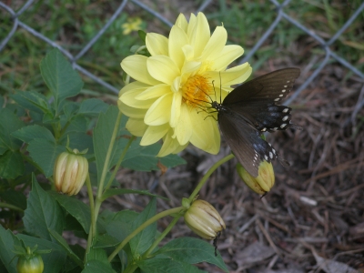 Black-Swallowtail.JPG