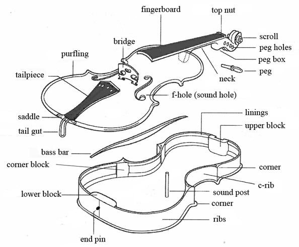 violin-diagram-full-part.gif